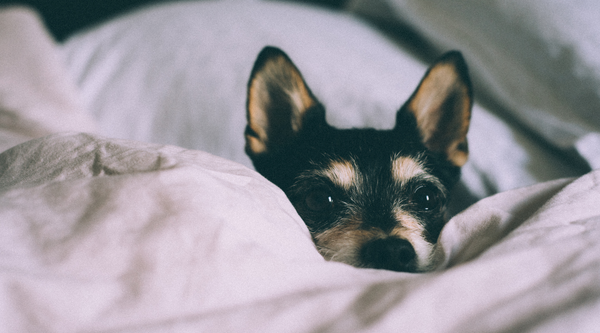 6 HELPFUL WAYS YOU CAN SUPPORT OTTAWA DOG RESCUE